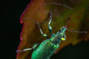 Indoor and outdoor pest control services in Cape Coral Florida