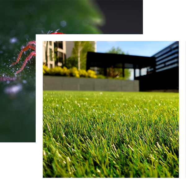 Southern Pest Solutions: Expert lawn, shrub & palm pest control in Cape Coral & Lee County